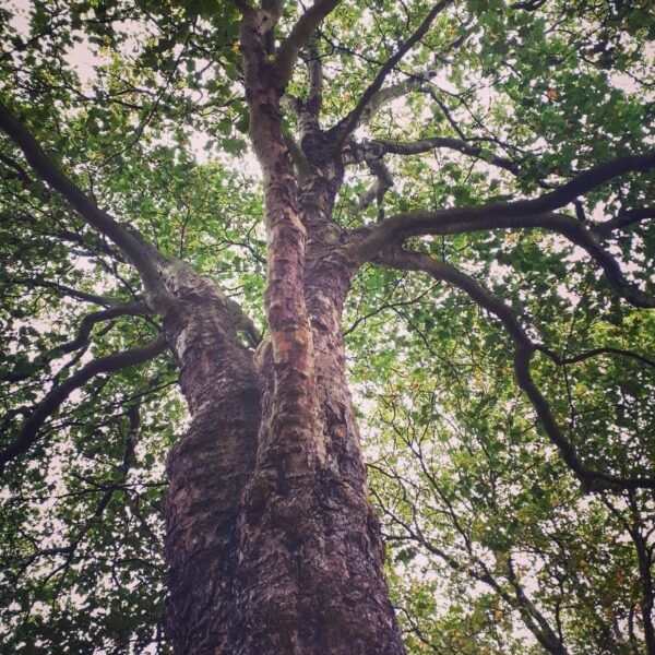 Phu ha,- skam dig....